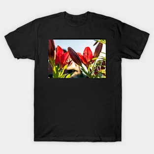 Bright red lily (Lilium) flowers against evening sun T-Shirt